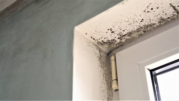 Best Mold Remediation for Healthcare Facilities  in Hobe Sound, FL