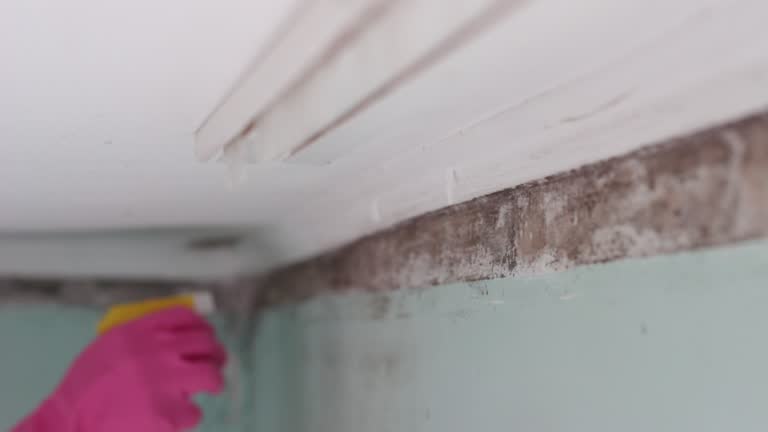 Trusted Hobe Sound, FL Mold Removal Experts